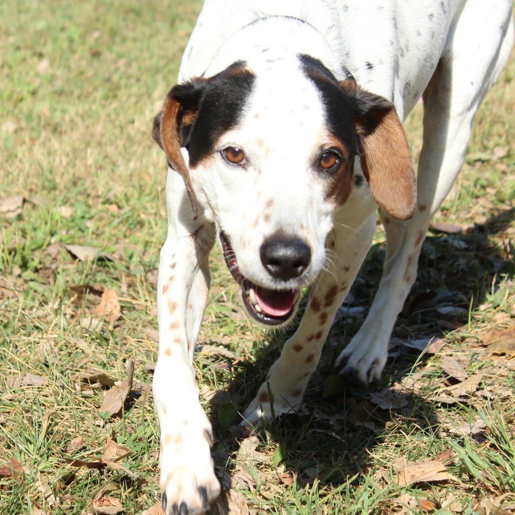 Milo, a Adoptable German Shorthaired Pointer in Warrensburg, MO image 1/6