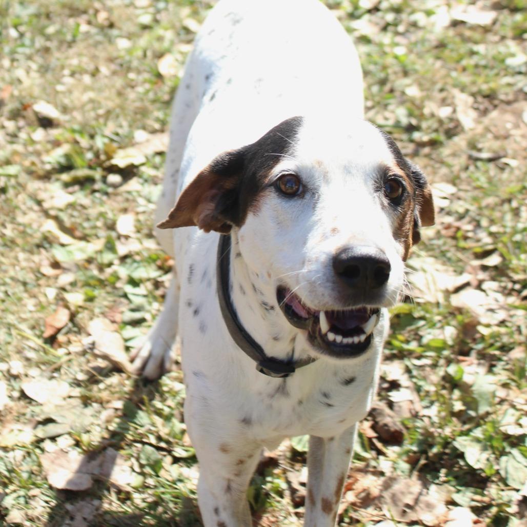 Milo, a Adoptable German Shorthaired Pointer in Warrensburg, MO image 2/6