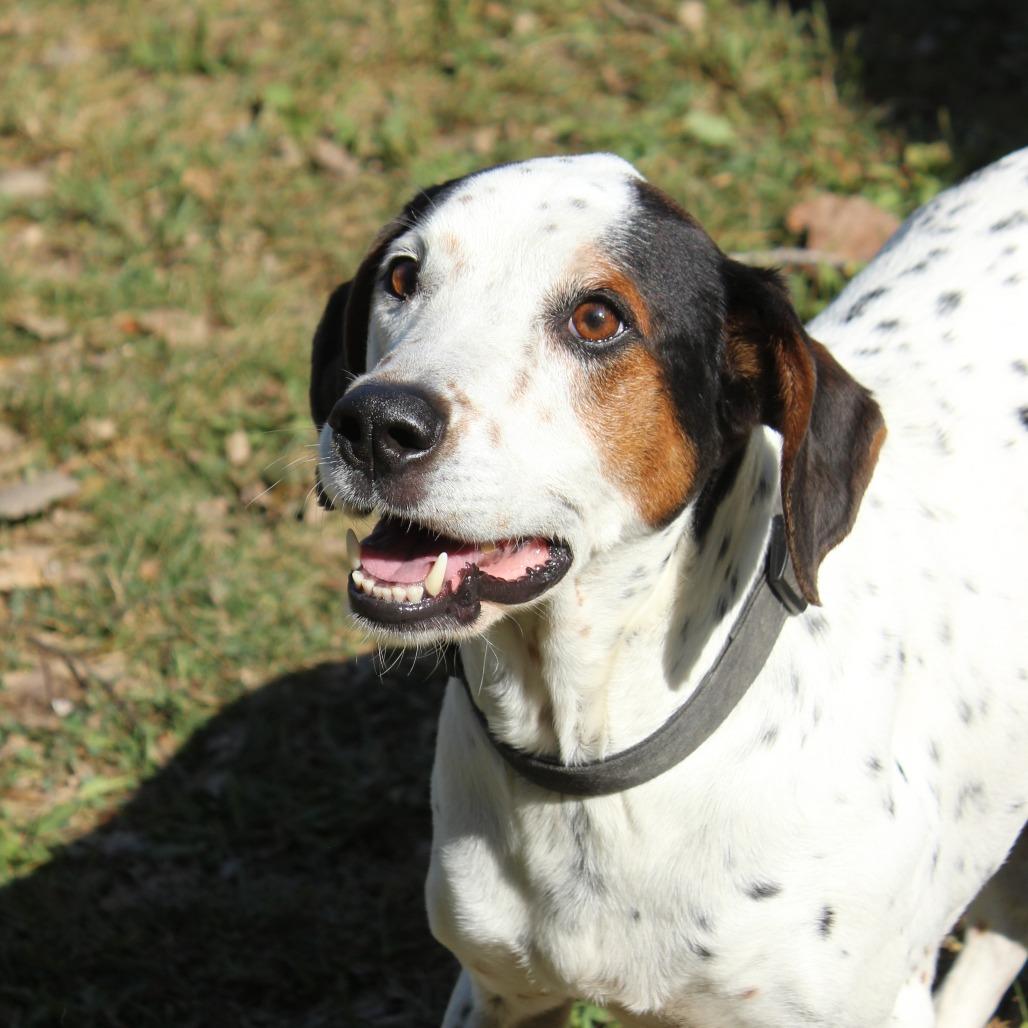 Milo, a Adoptable German Shorthaired Pointer in Warrensburg, MO image 3/6