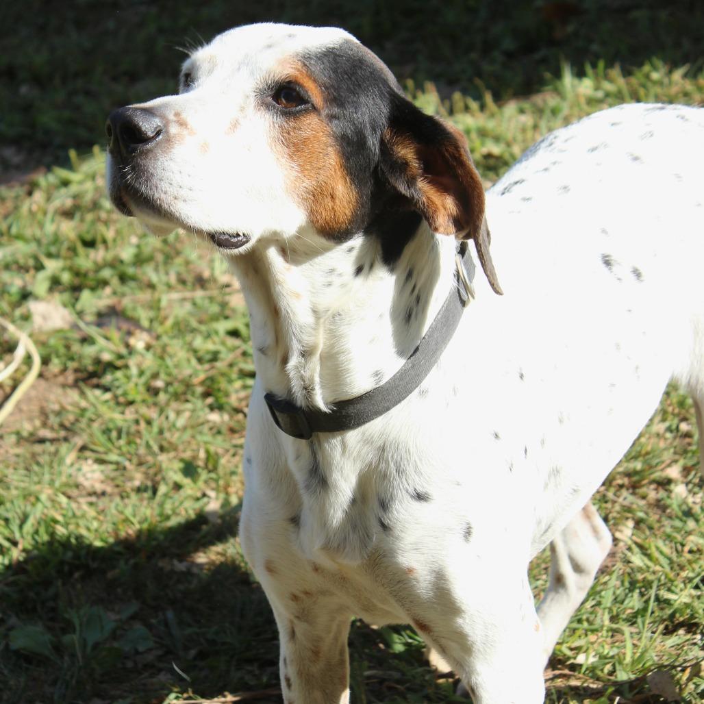 Milo, a Adoptable German Shorthaired Pointer in Warrensburg, MO image 4/6