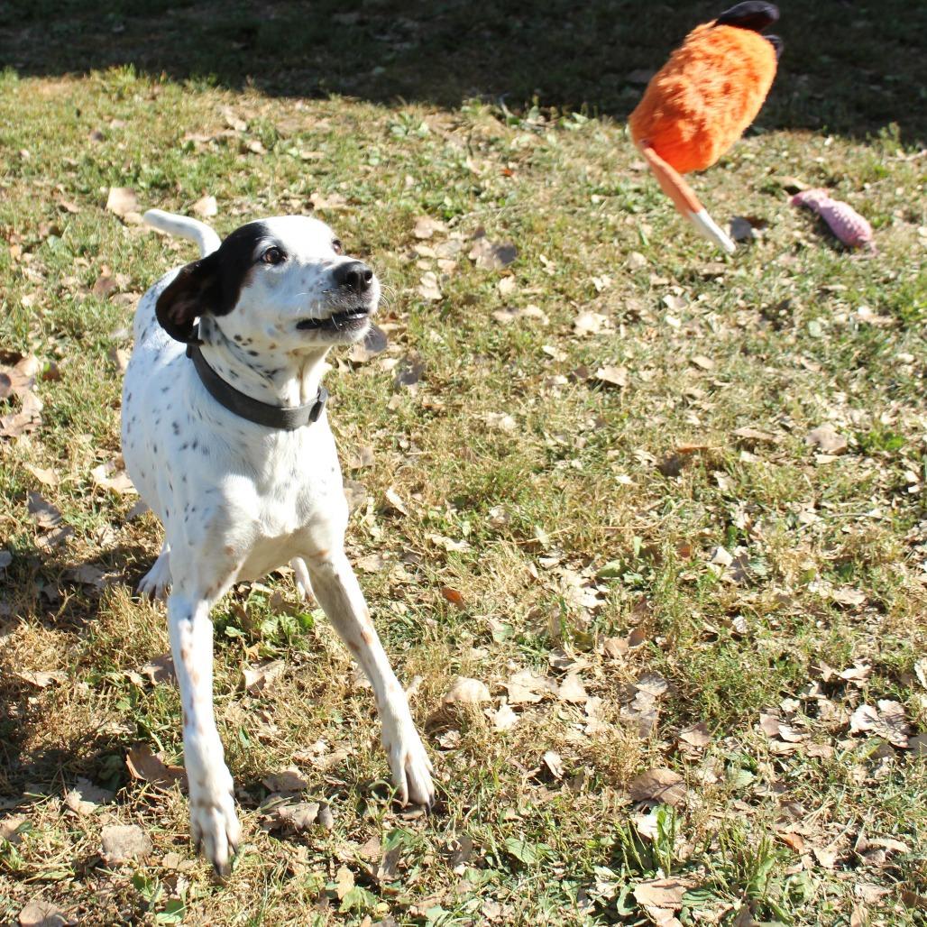 Milo, a Adoptable German Shorthaired Pointer in Warrensburg, MO image 5/6