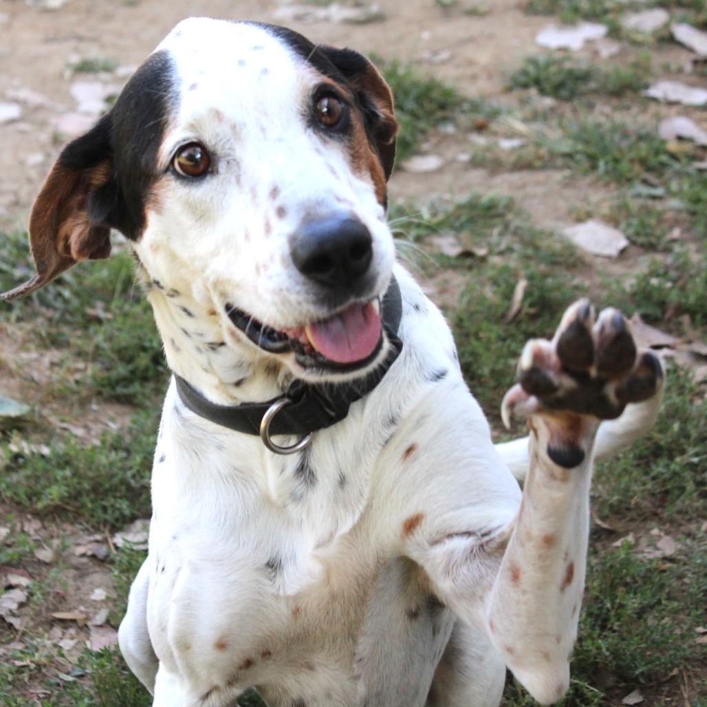 Milo, a Adoptable German Shorthaired Pointer in Warrensburg, MO image 6/6
