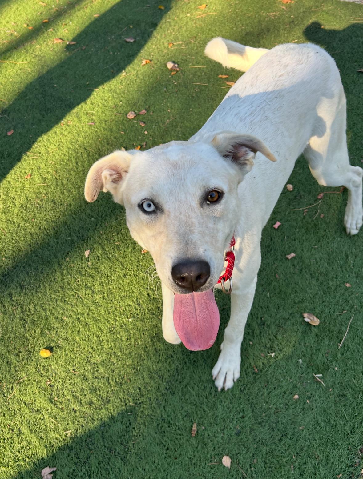 Enlarge Champagne, a Adoptable mixed breed in Ocean View, NJ image 1/2