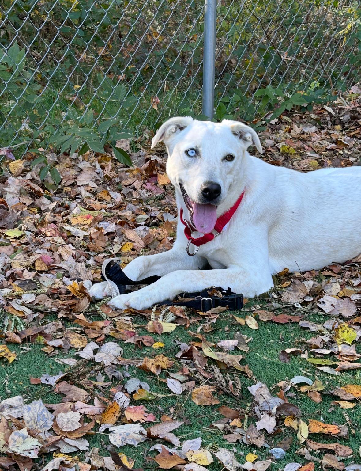 Enlarge Champagne, a Adoptable mixed breed in Ocean View, NJ image 2/2