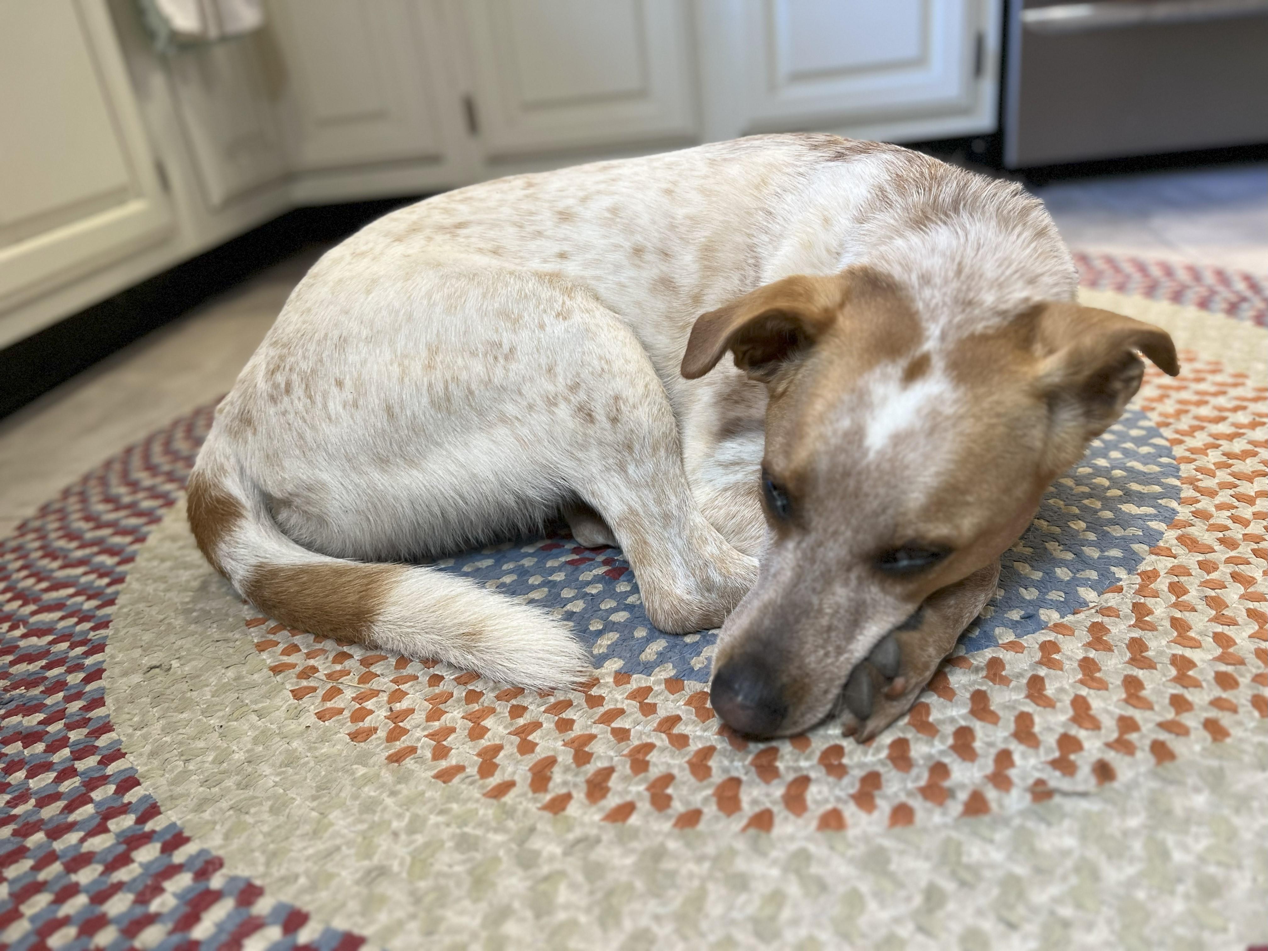 Rex NKA Copper - COME MEET!, a Adoptable mixed breed in Medfield, MA image 2/6