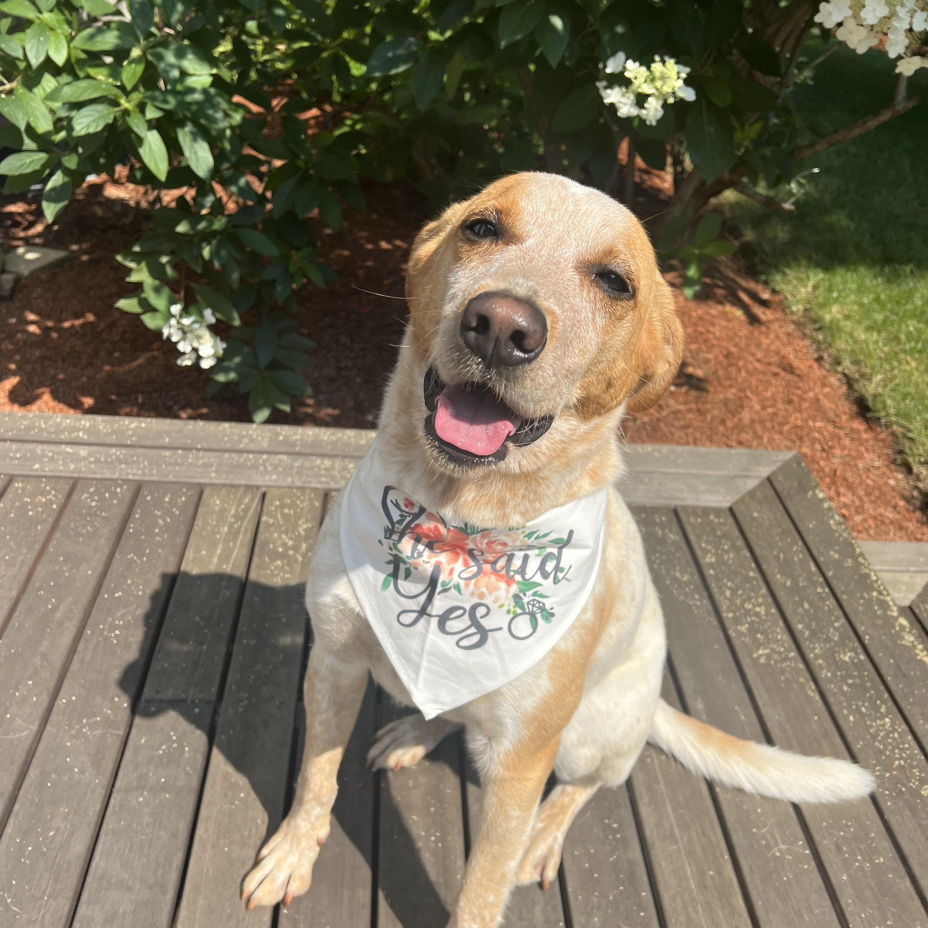 Rex NKA Copper - COME MEET!, Adoptable, Adult Male Australian Cattle Dog / Blue Heeler & Labrador Retriever.