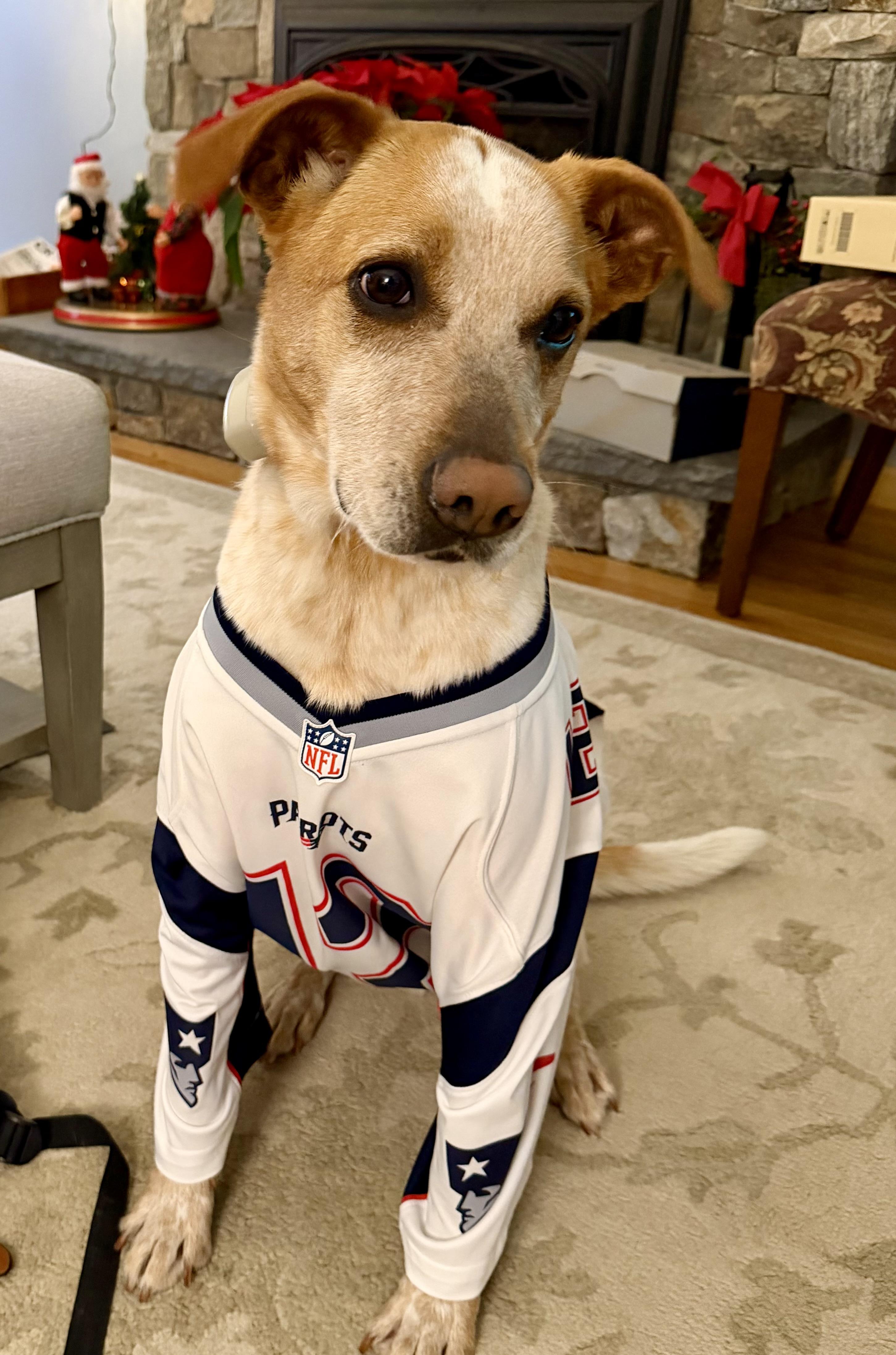Rex NKA Copper - COME MEET!, a Adoptable mixed breed in Medfield, MA image 4/5