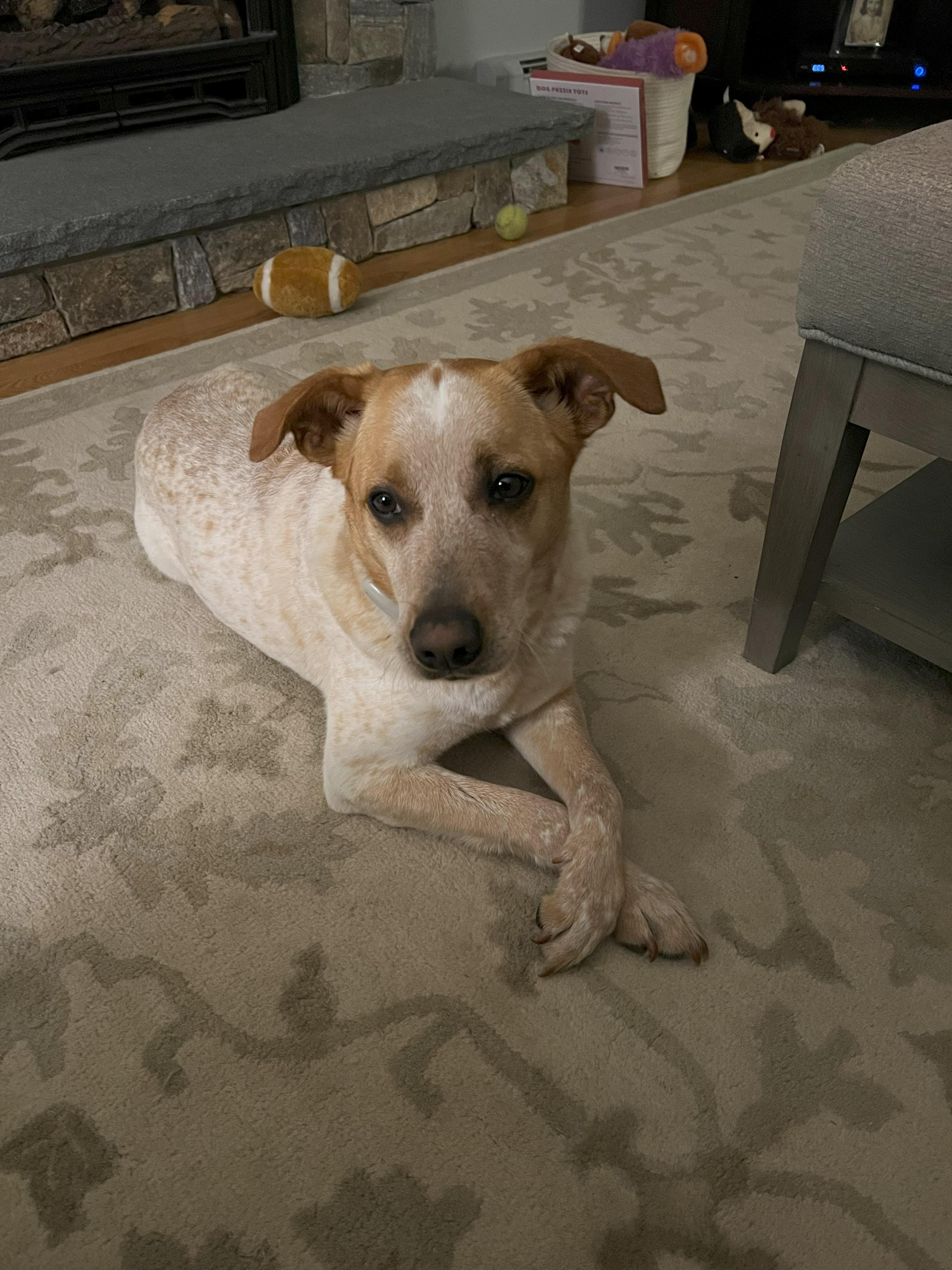 Rex now known as Copper, an adoptable Australian Cattle Dog / Blue Heeler, Labrador Retriever in Medfield, MA, 02052 | Photo Image 2