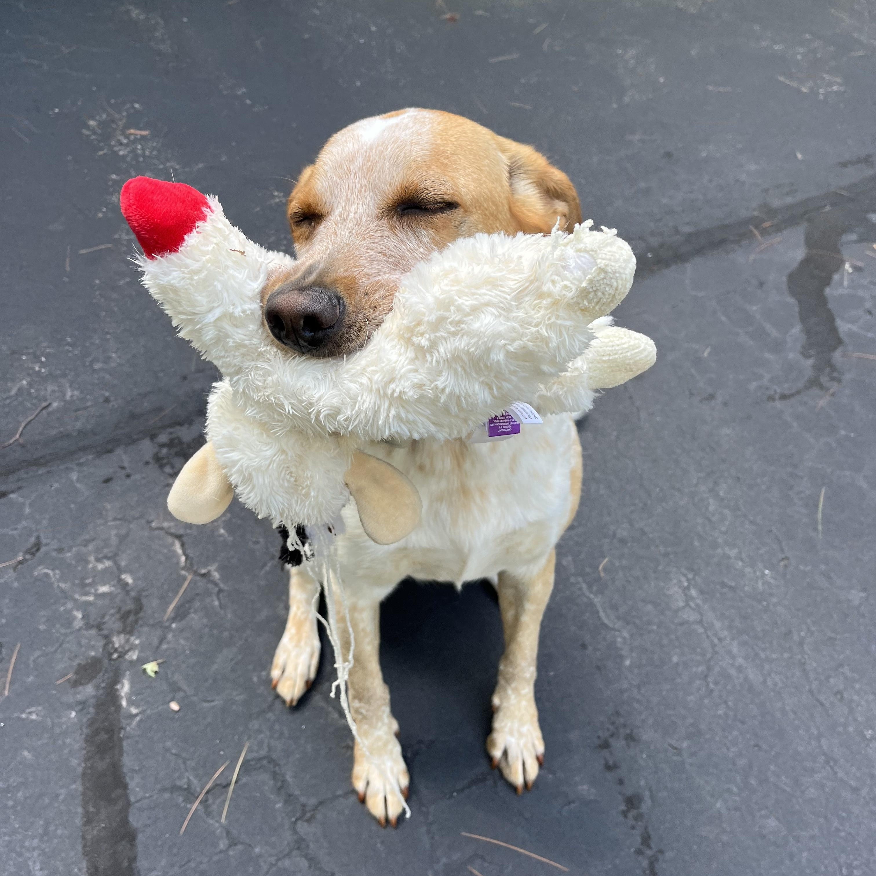 Enlarge Rex NKA Copper - COME MEET!, a Adoptable mixed breed in Medfield, MA image 2/6