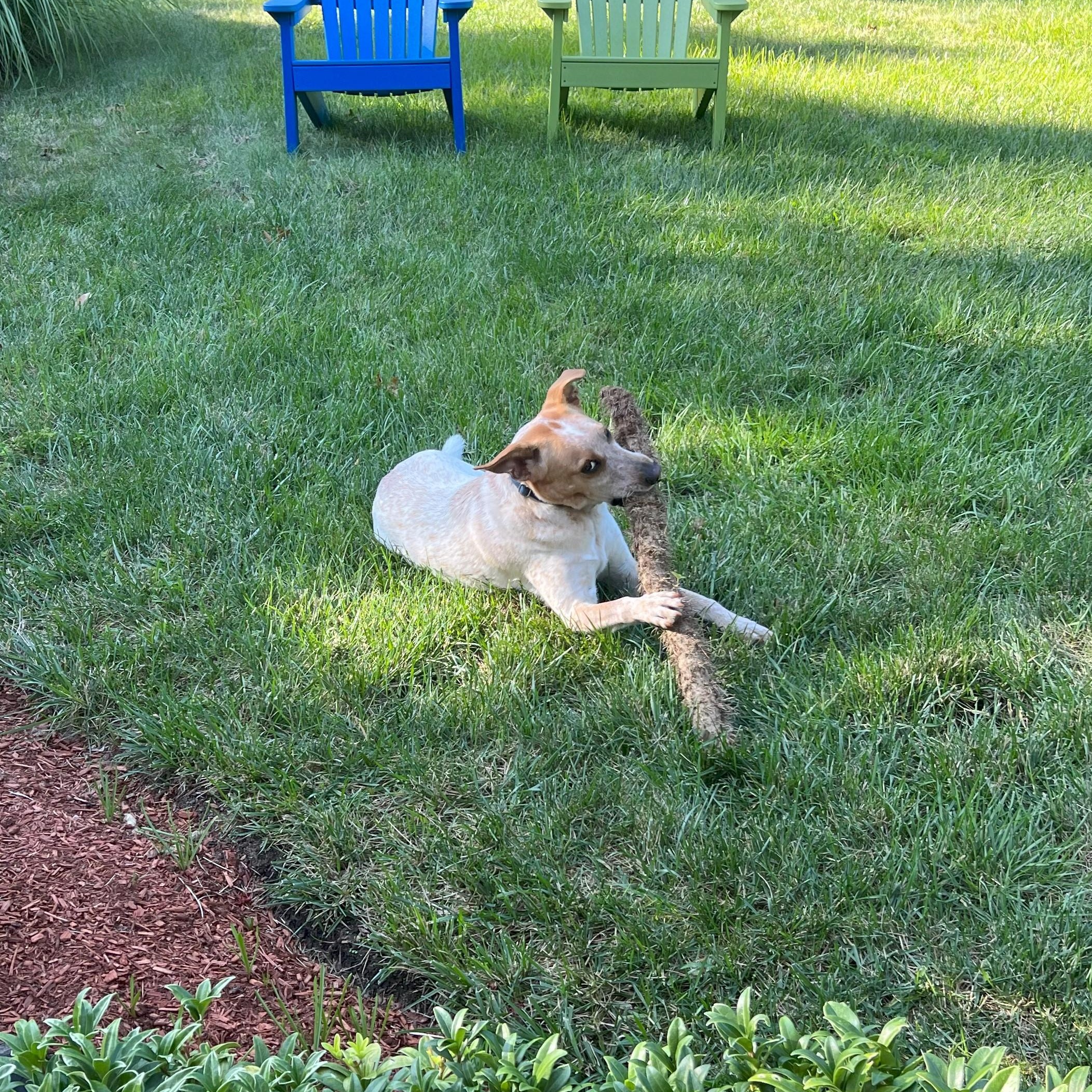 Rex NKA Copper - COME MEET!, an adoptable Australian Cattle Dog / Blue Heeler, Labrador Retriever in Medfield, MA, 02052 | Photo Image 7