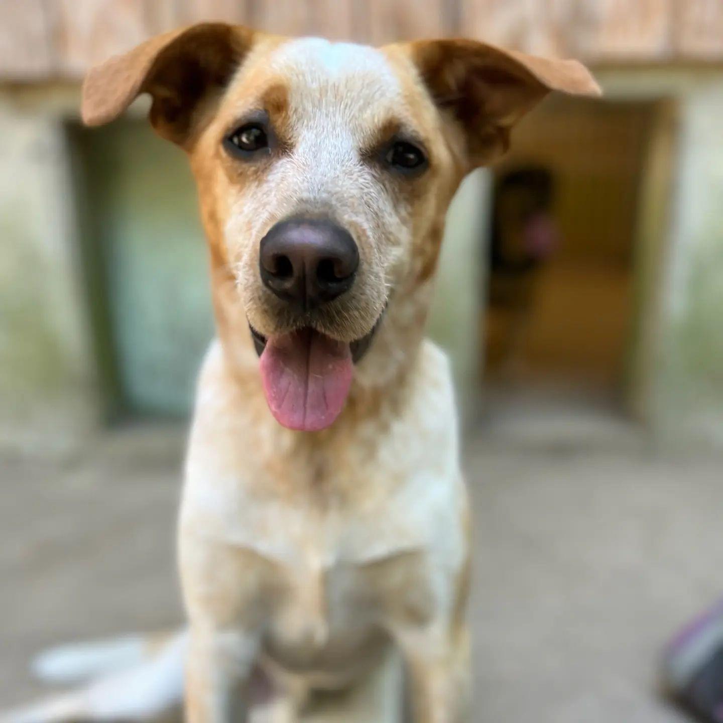 Rex NKA Copper - COME MEET!, Adoptable, Adult Male Australian Cattle Dog / Blue Heeler & Labrador Retriever.