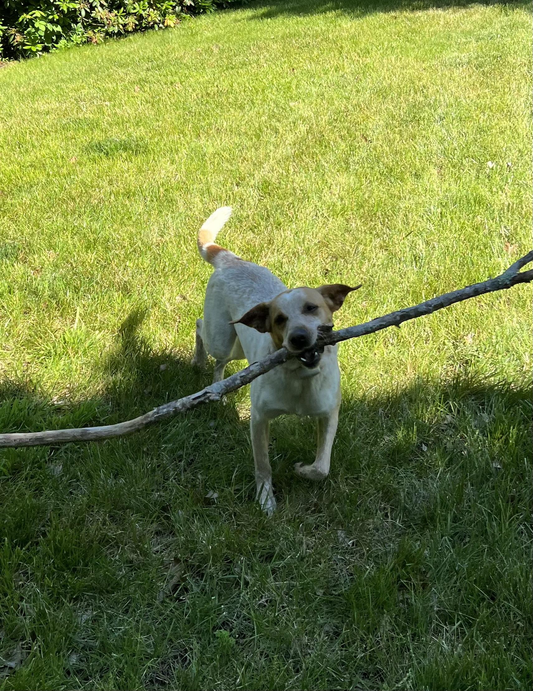 Enlarge Rex NKA Copper - COME MEET!, a Adoptable mixed breed in Medfield, MA image 4/6