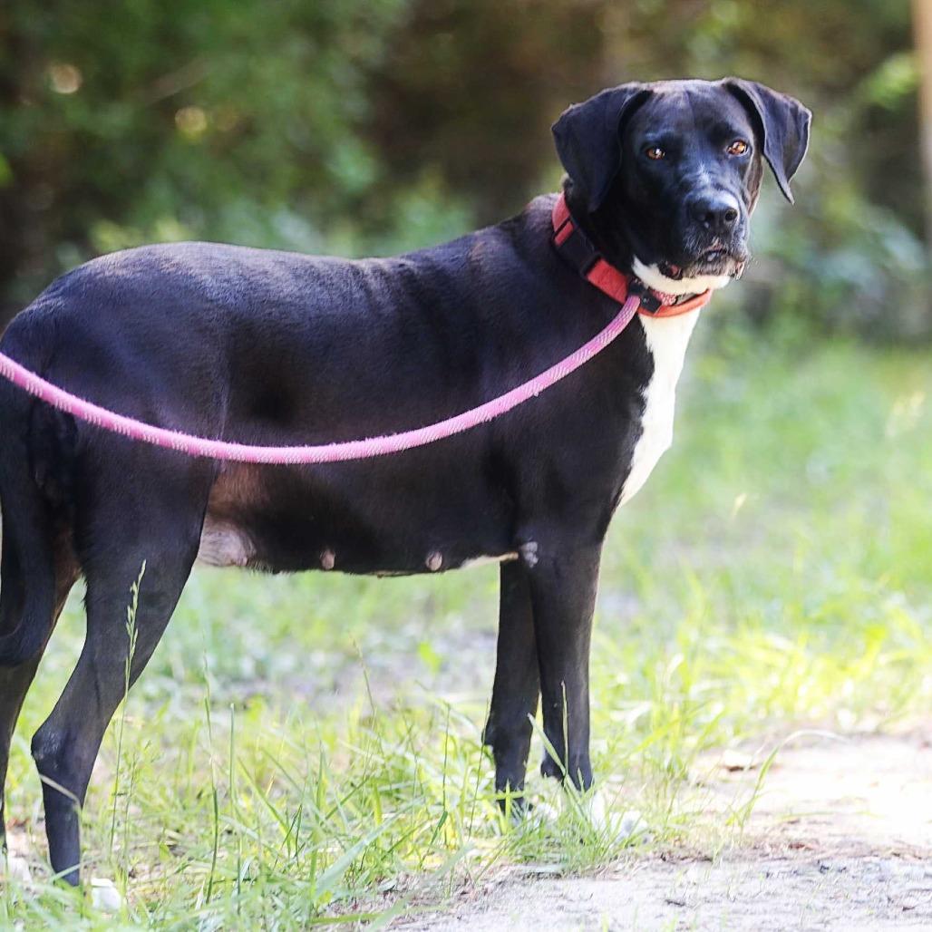 Mama Nala, Adoptable, Adult Female Mastiff & Labrador Retriever.