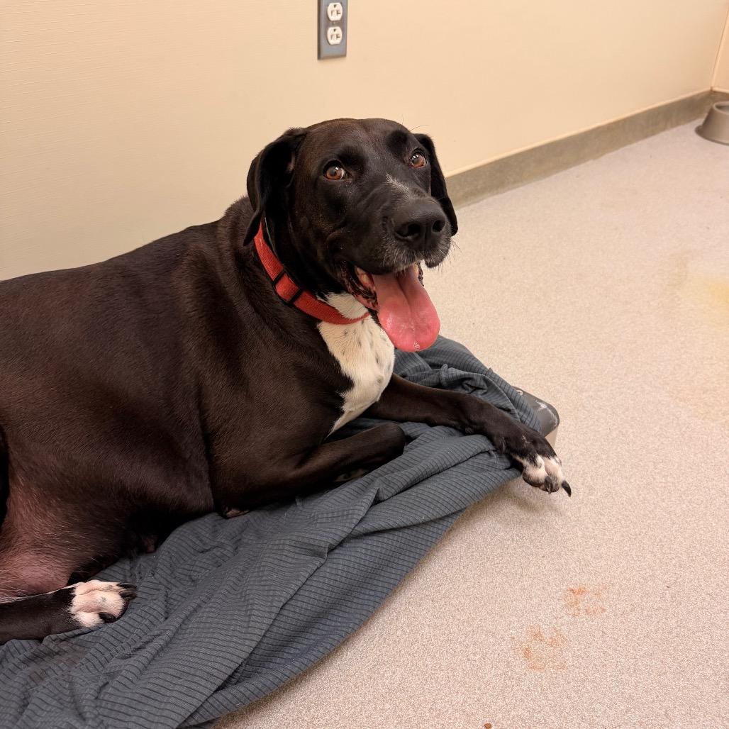 Enlarge Mama Nala, a Adoptable mixed breed in Lynchburg, VA image 2/4