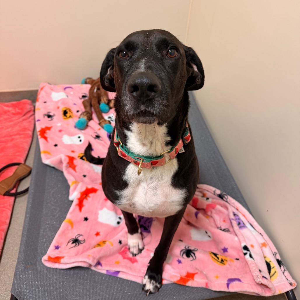 Enlarge Mama Nala, a Adoptable mixed breed in Lynchburg, VA image 3/4