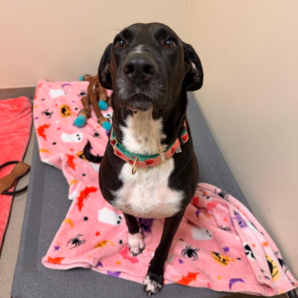 Enlarge Mama Nala, a Adoptable mixed breed in Lynchburg, VA image 4/4