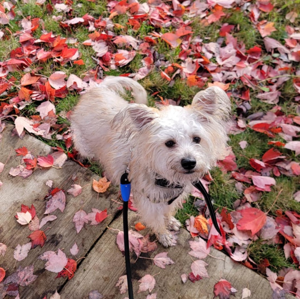 Sparky, an adopted mixed breed in Oak Harbor, WA image 4/5