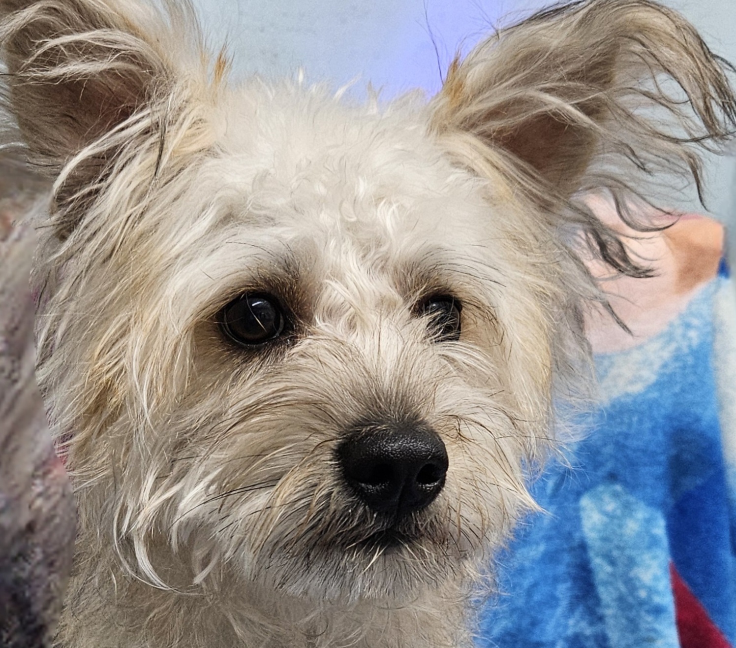 Sparky, an adopted mixed breed in Oak Harbor, WA image 3/5