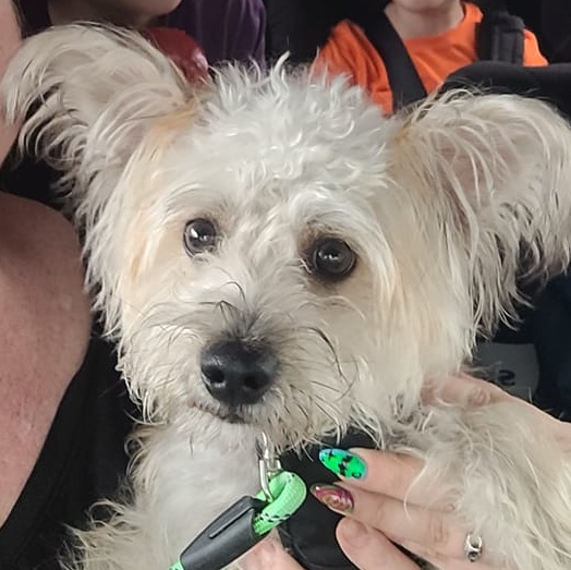 Sparky, adopted, Young Male Terrier & Skye Terrier.