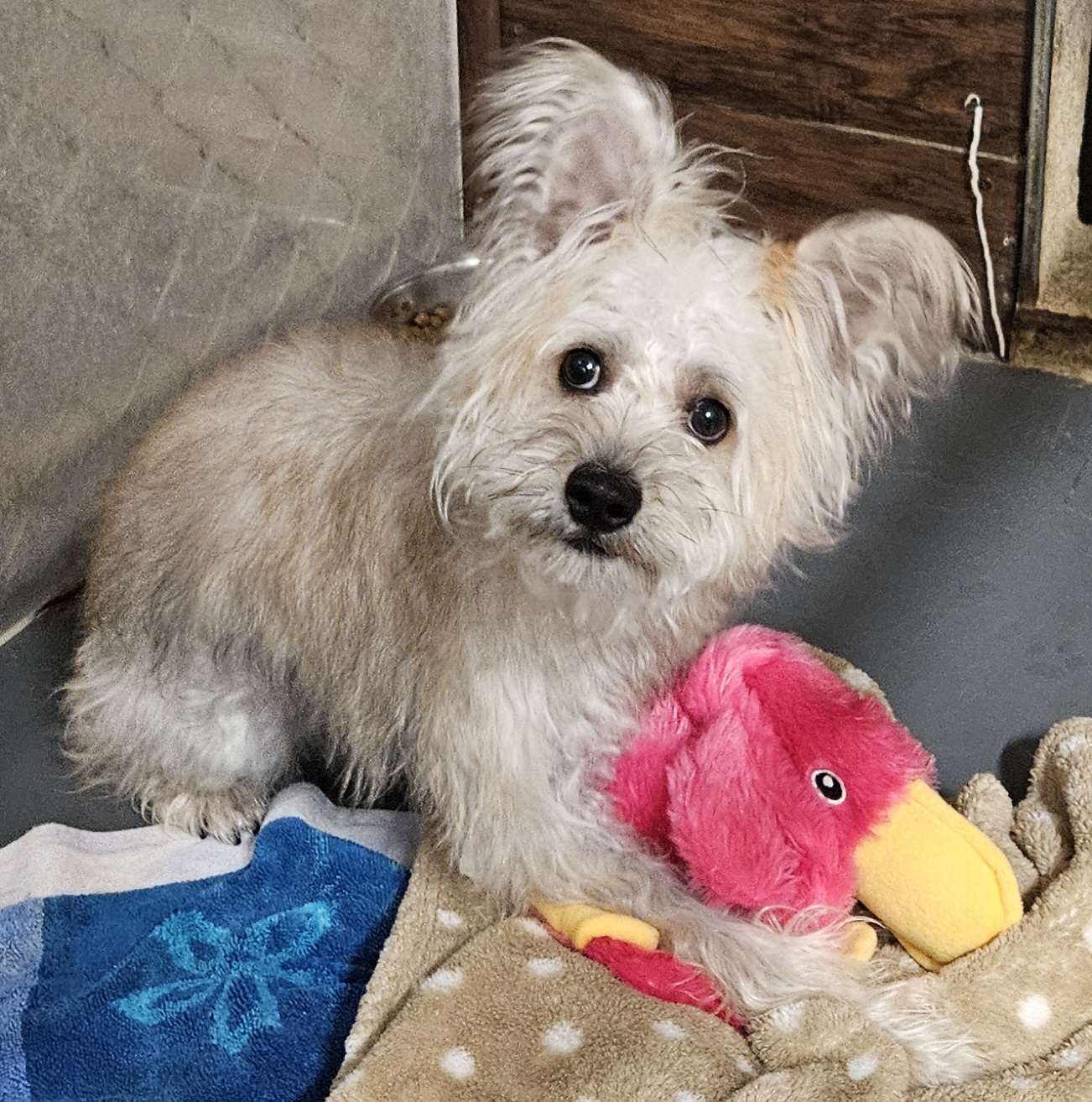 Sparky, an adopted mixed breed in Oak Harbor, WA image 5/5