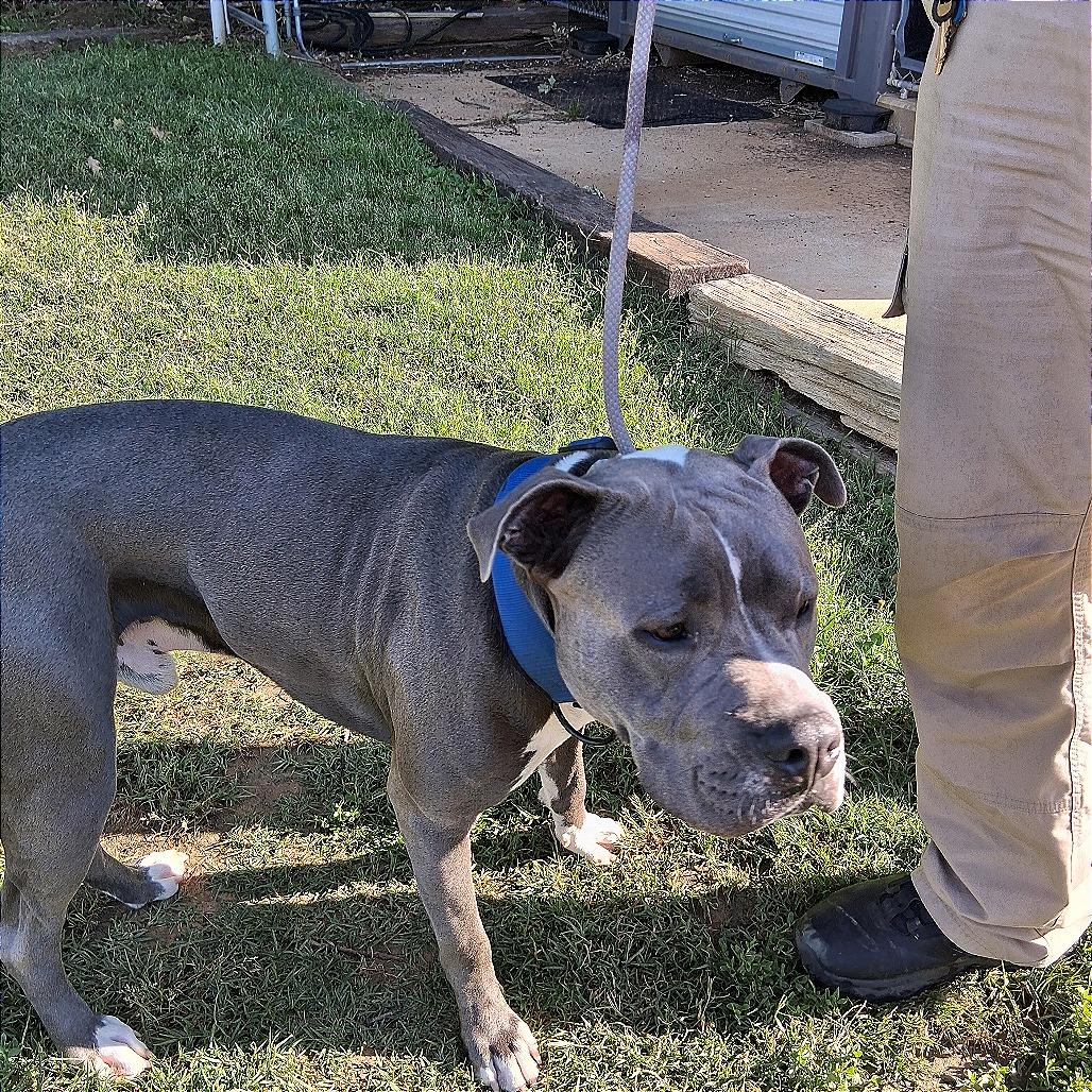 Enlarge Smokey, a Adoptable Pit Bull Terrier in Denison, TX image 1/1