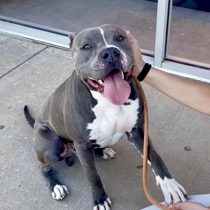 Smokey, a Adoptable Pit Bull Terrier in Denison, TX image 2/3