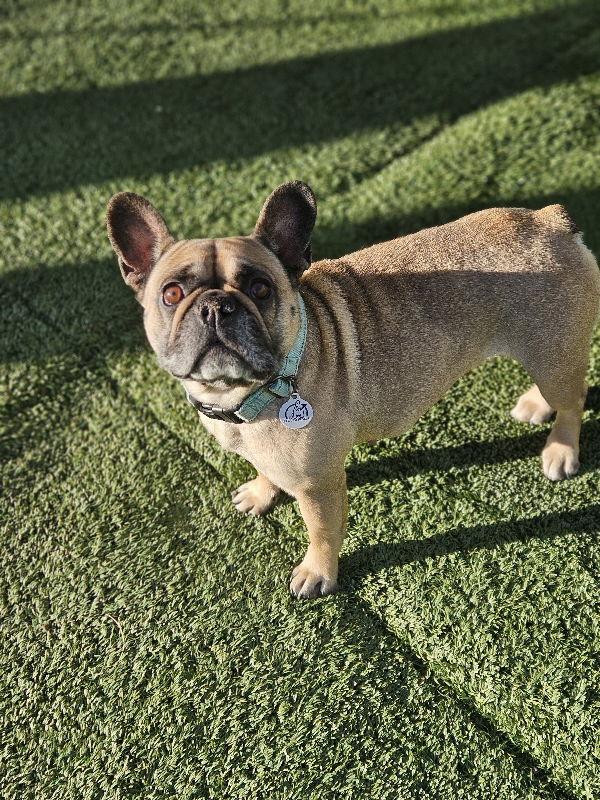 Enlarge Linda (Special Needs) IVDD, a Adoptable French Bulldog in San Clemente, CA image 1/3