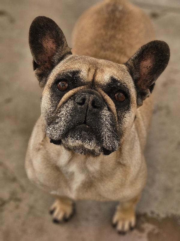 Enlarge Linda (Special Needs) IVDD, a Adoptable French Bulldog in San Clemente, CA image 3/3