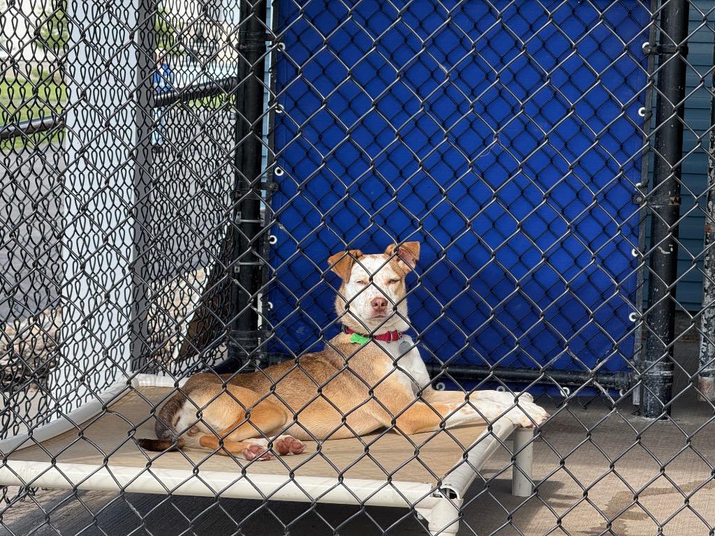 Winny, Adoptable, Puppy Female Mixed Breed & Hound.
