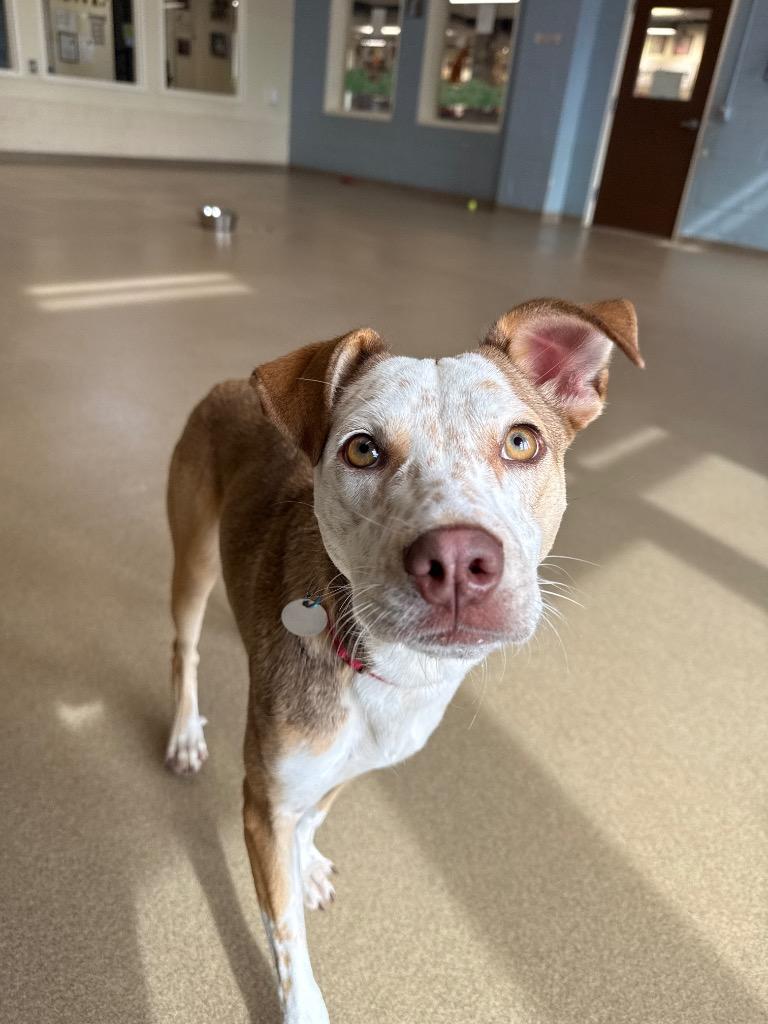 Winny, a Adoptable mixed breed in North Syracuse, NY image 2/6