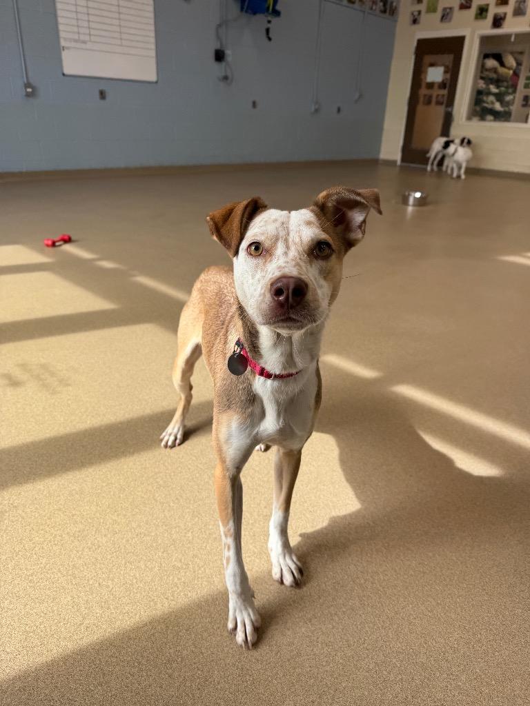 Winny, a Adoptable mixed breed in North Syracuse, NY image 3/6