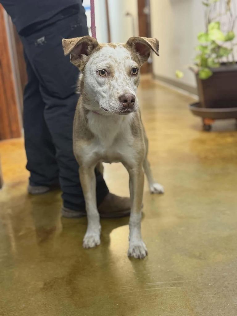 Winny, a Adoptable mixed breed in North Syracuse, NY image 4/6
