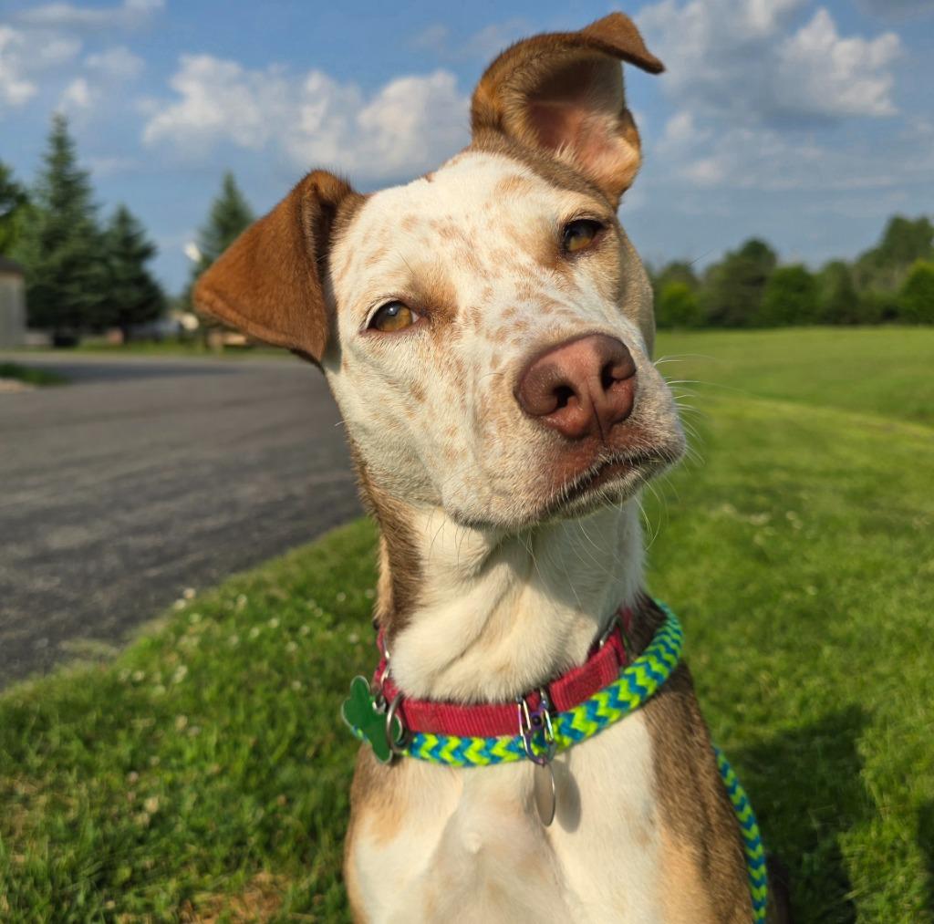 Winny, a Adoptable mixed breed in North Syracuse, NY image 5/6