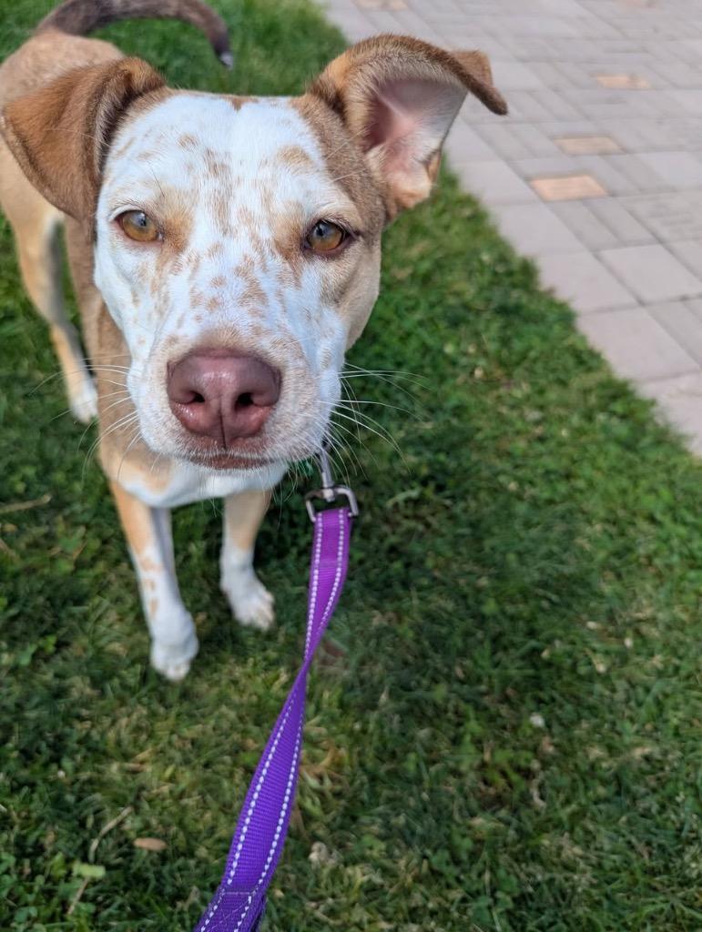 Winny, a Adoptable mixed breed in North Syracuse, NY image 6/6