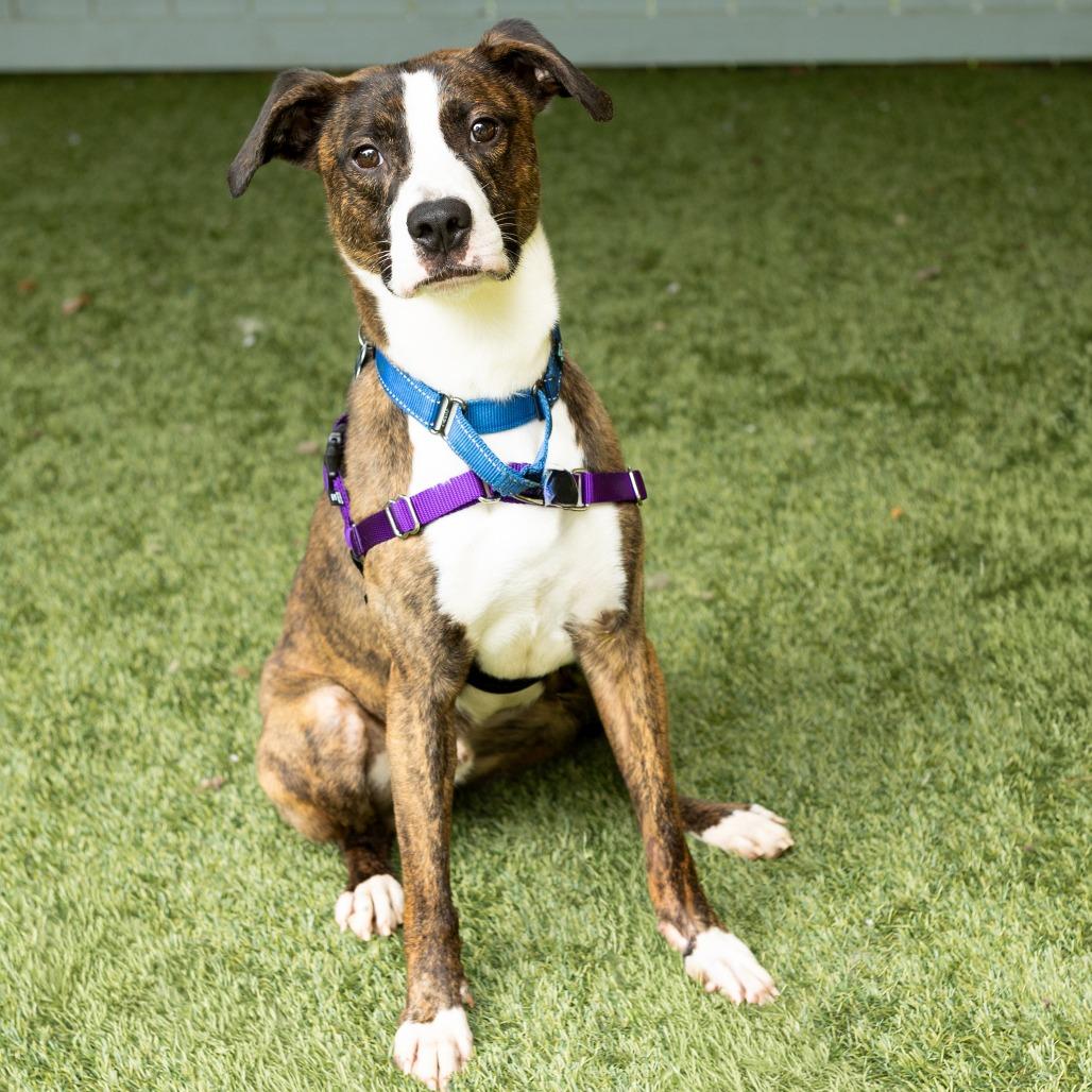 Tomahawk, Adoptable, Adult Male Mixed Breed.