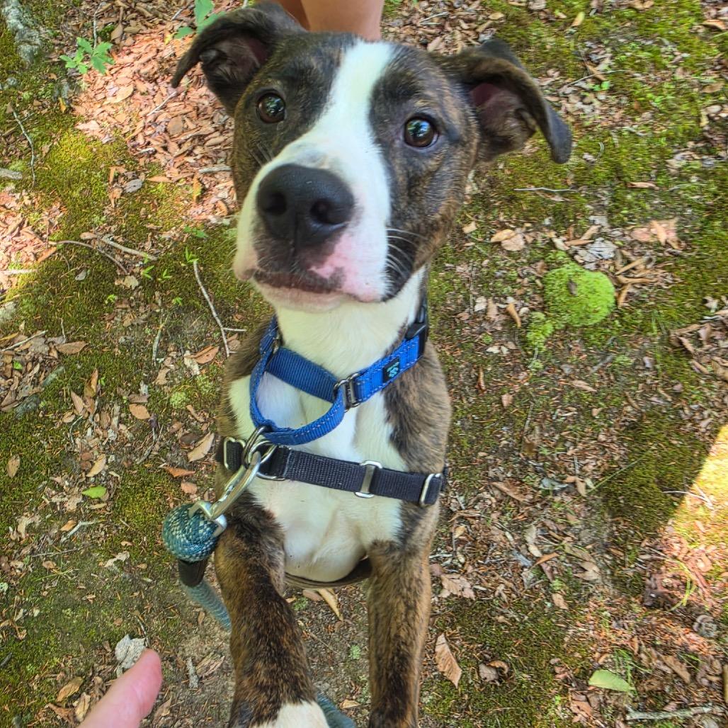 Enlarge Tomahawk, a Adoptable Mixed Breed in Troy, VA image 1/3