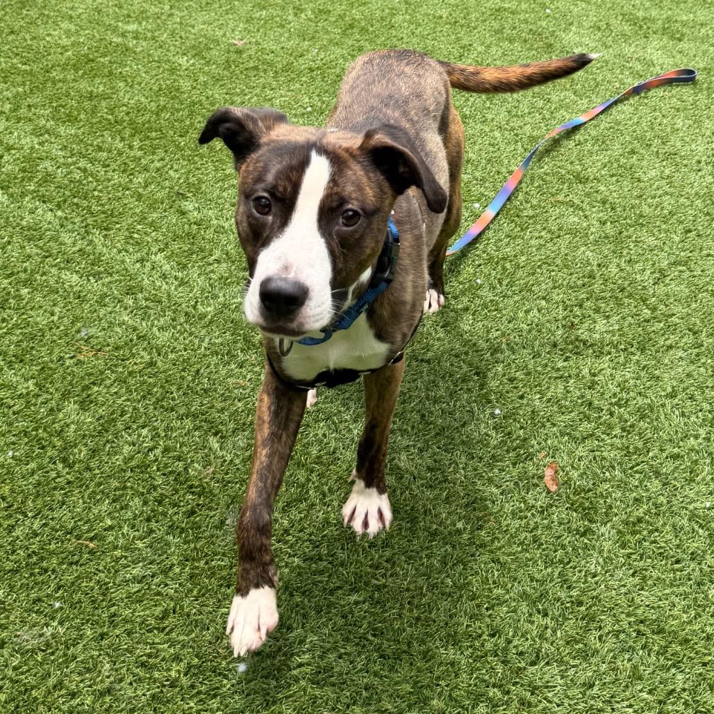 Enlarge Tomahawk, a Adoptable Mixed Breed in Troy, VA image 2/3