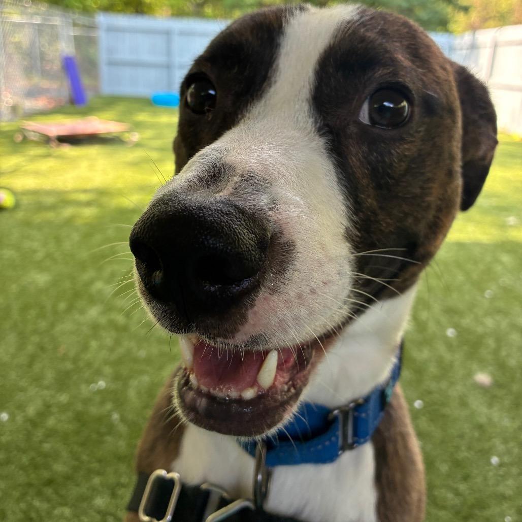 Enlarge Tomahawk, a Adoptable Mixed Breed in Troy, VA image 3/3