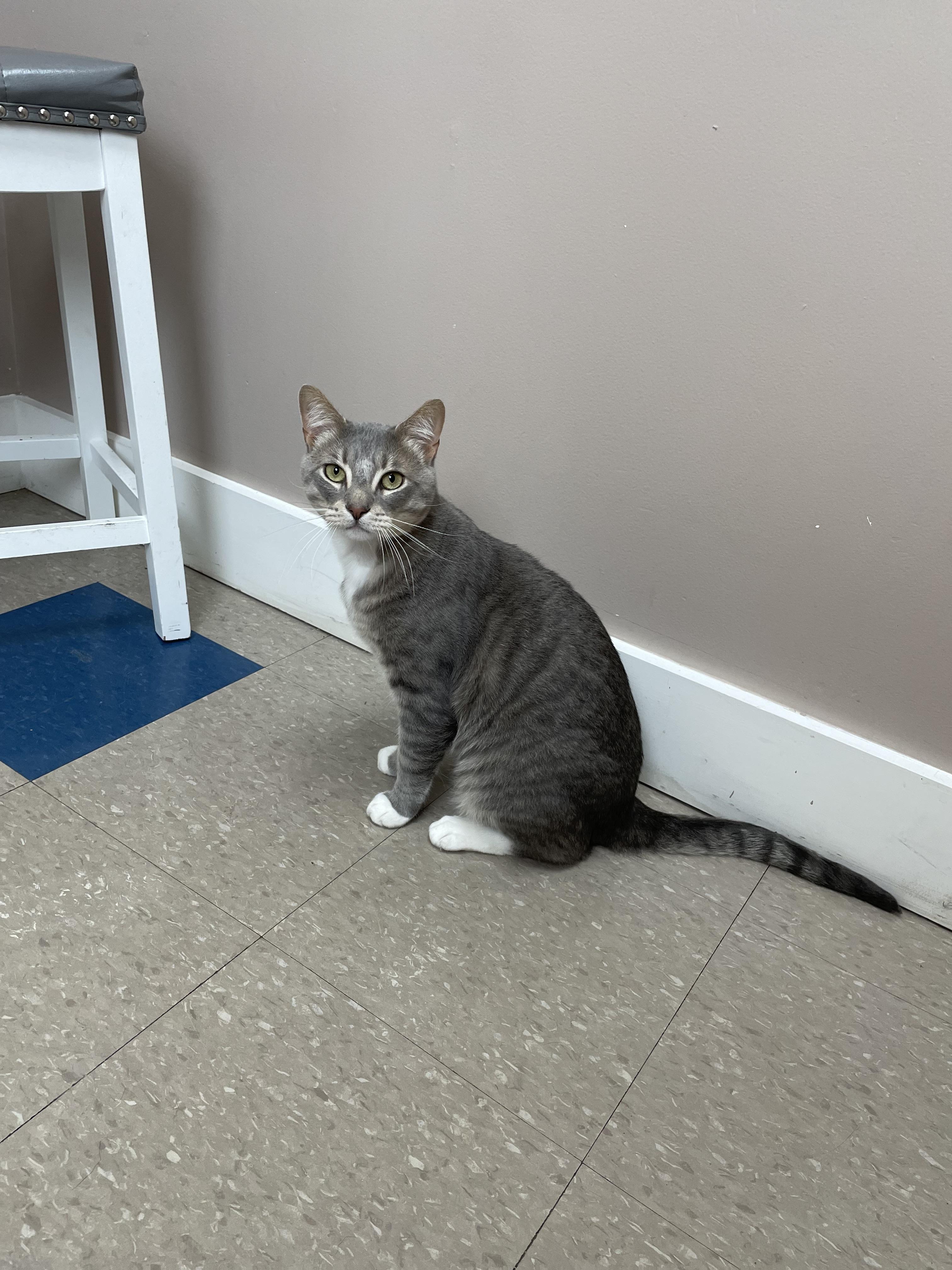 Grayton, ADOPTABLE, Adult Male Domestic Short Hair.