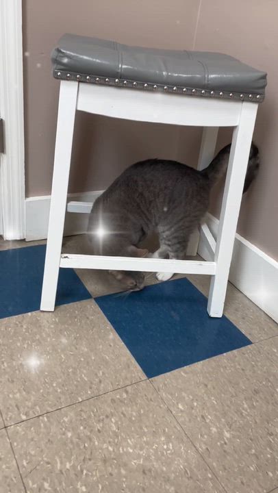 Enlarge Grayton, a ADOPTABLE Domestic Short Hair in Richmond, KY video 2/2