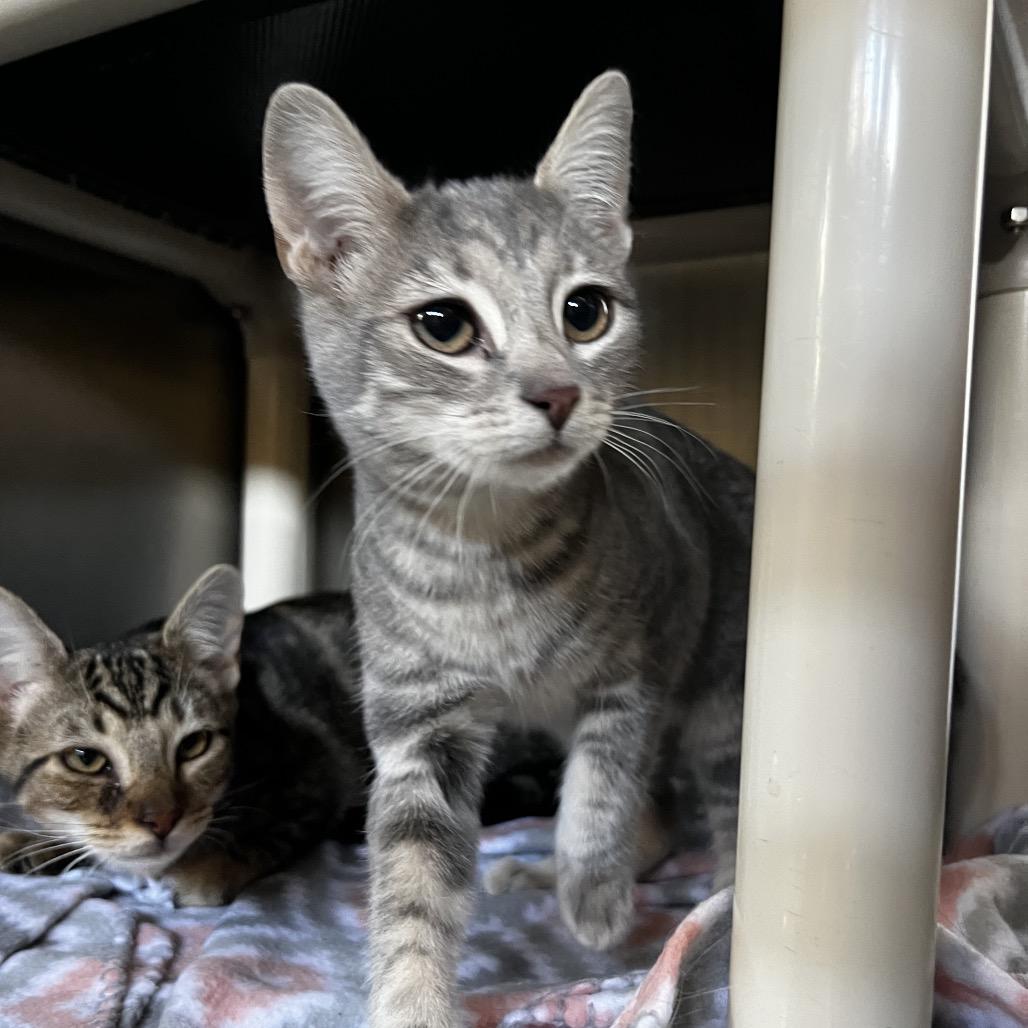 Mila, Adoptable, Young Female Domestic Short Hair.