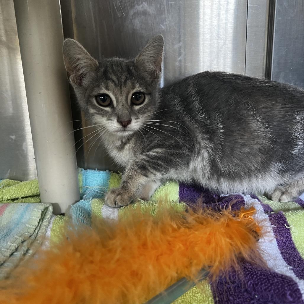 Enlarge Mila, a Adoptable Domestic Short Hair in Harrisville, WV image 2/3