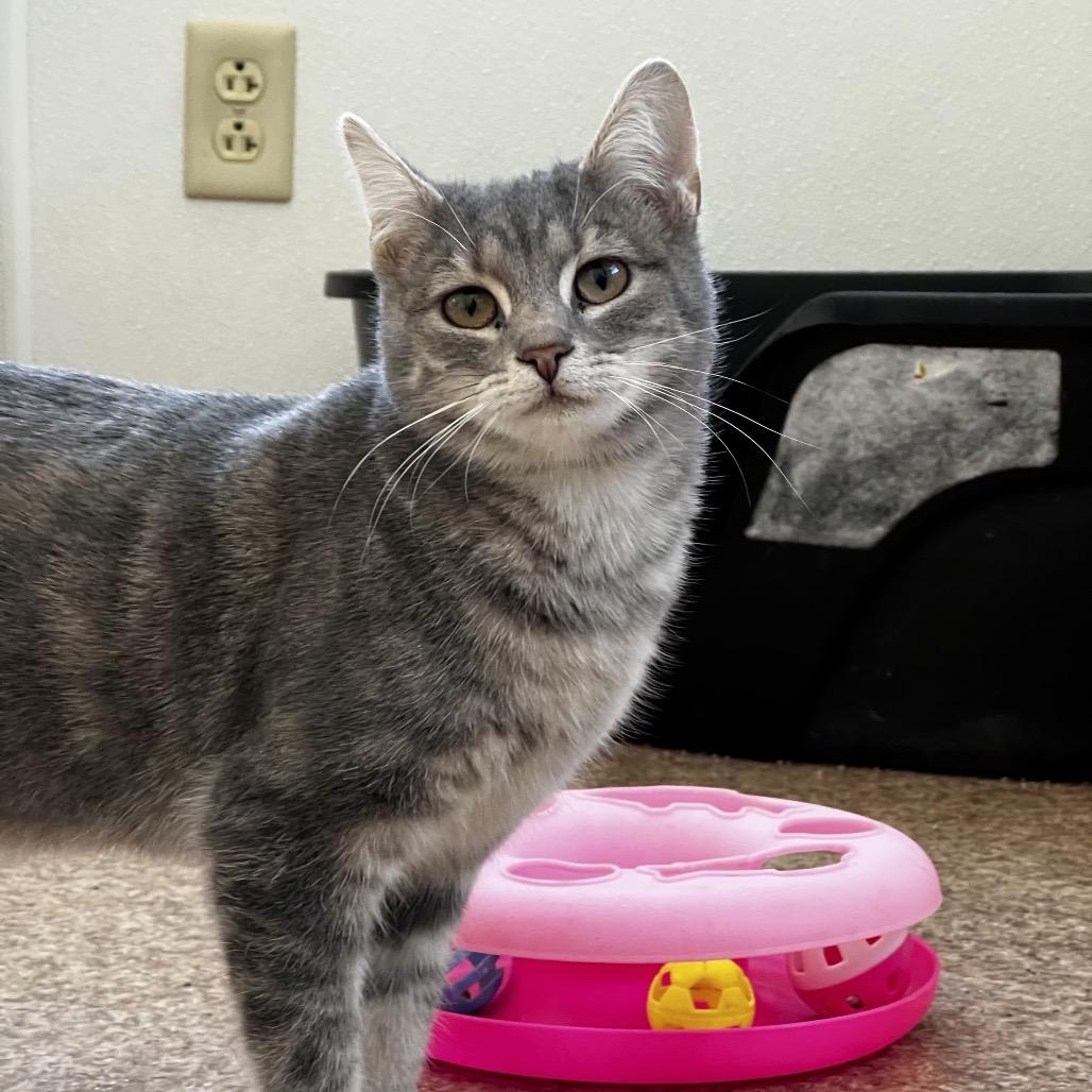 Enlarge Mila, a Adoptable Domestic Short Hair in Harrisville, WV image 3/3