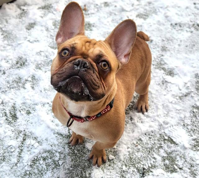 Enlarge BRICK, a Adoptable French Bulldog in Minneapolis, MN image 1/1