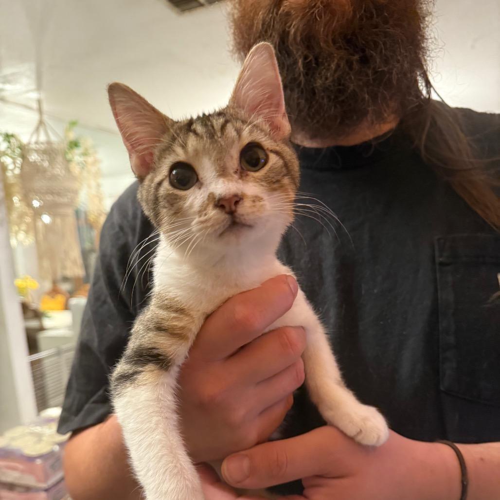 Ziggy, Adoptable, Young Male Domestic Short Hair.