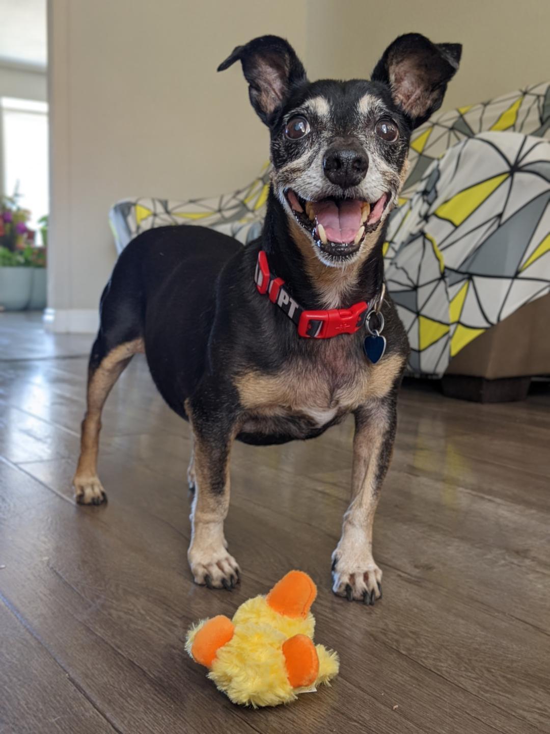 Keanu, Adoptable, Senior Male Chihuahua.