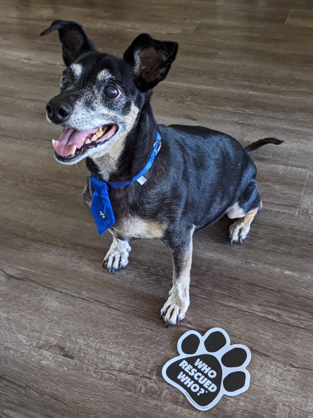 Keanu, a Adoptable Chihuahua in Fullerton, CA image 2/3
