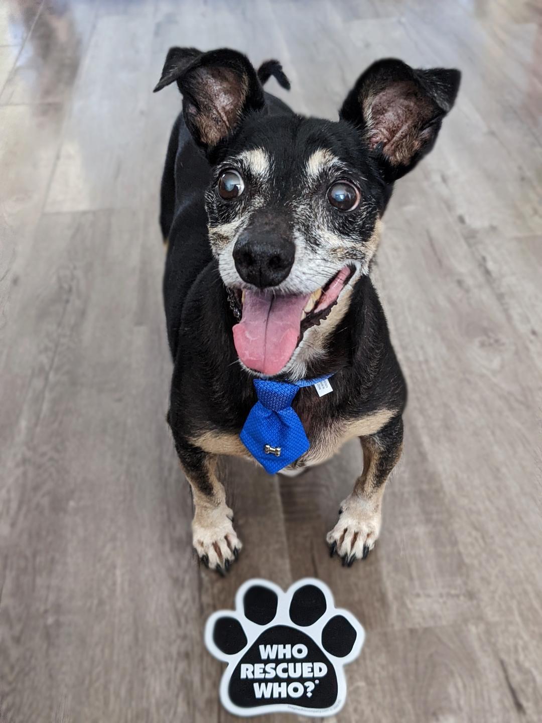 Keanu, a Adoptable Chihuahua in Fullerton, CA image 3/3