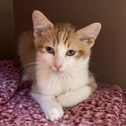 Cheeto, ADOPTABLE, Young Male Domestic Short Hair.