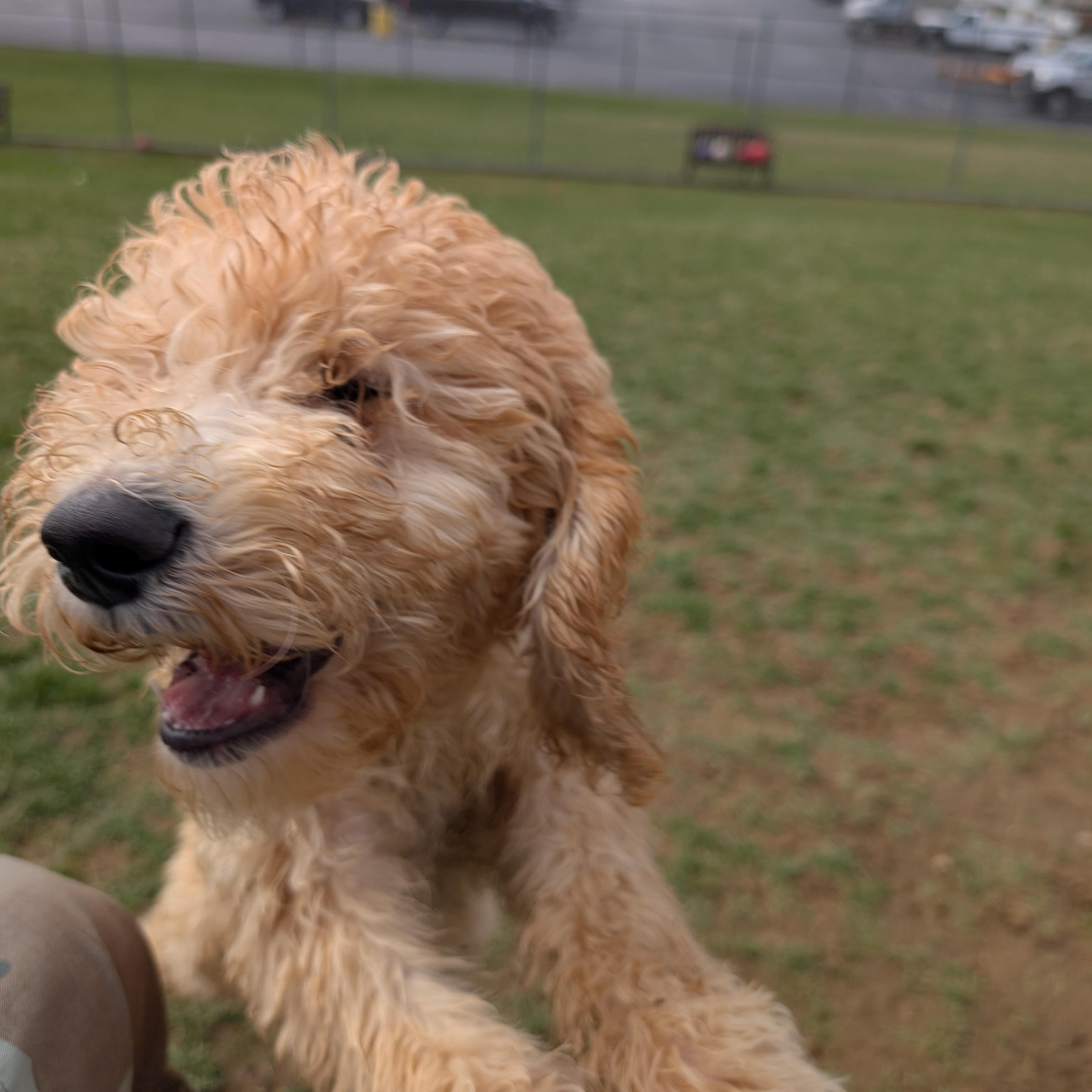 Enlarge 189885 LOOKING FOR OWNER, a ADOPTABLE Labradoodle in Ravenna, OH image 2/4